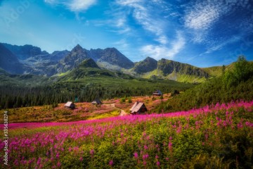 Hala Gąsienicowa w Tatrach usłana kwiatami wierzbówki kiprzycy