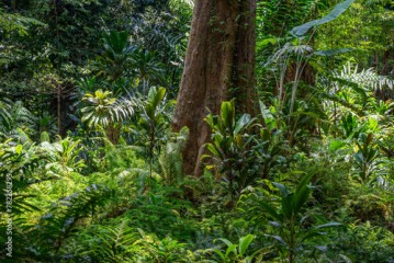 Tropical rainforest in Sri Lanka