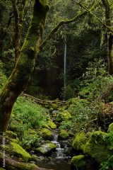 forest with a waterfall on the summit of the island of Gran Canaria