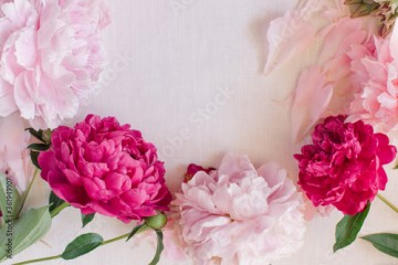 Floral composition made of peonies with copy space in the centre. Flat lay, blog hero header template. Valentine's or Women's Day background.