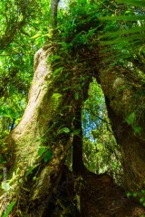 ニュージーランド ウェリントンのワイヌイオマタのキャトル・リッジ・トラックの森林