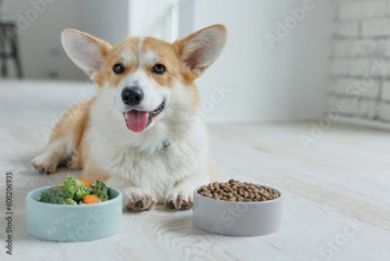 The dog eats food at home.