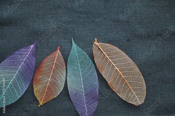 Top View of Colorful Dried Leaves
