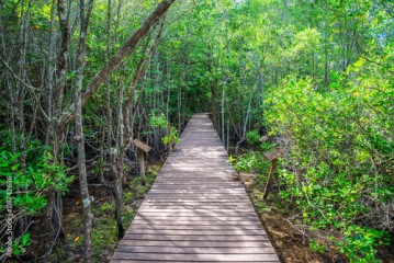 Beautiful long wood bridge in mangrove forest - Green nature or save environmental concept. 