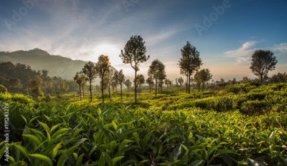 Beautiful green tea plantation in Sri Lanka