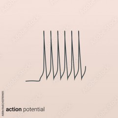 An action potential. Physiology of the working brain
