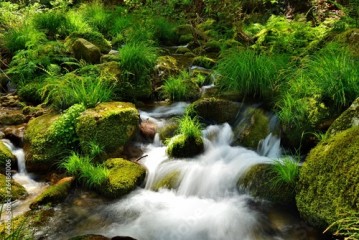 Spring; Mountain brook , Stream , Water Movement 