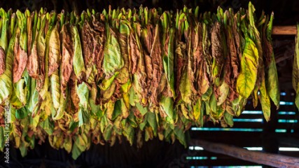 tobacco leaves drying in a barn in vinales, cuba