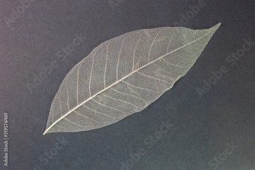 dry leaf on black background, top view