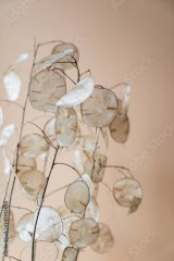 dried lunaria plant in the vase
