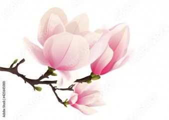 Rozkwitająca magnolia. Ręcznie rysowane kwiaty w kolorze bladego różu z gałązką i pąkami na białym tle. 