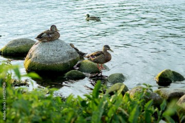 Kaczki, jezioro mazurskie