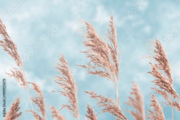 Golden reeds on the lake sway in the wind against the blue sky. Common reed, Dry reeds, blue sky. Abstract natural background. Beautiful pattern with neutral colors. Selective focus.