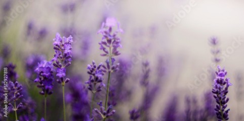 Gałąź lawendowych aromatycznych letnich kwiatów. Lavender. Kwiaty lawendy. Lawendowy prowansalski klimat lata. 