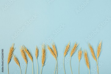 Wheat ears and rye on a blue pastel paper background. Top view, flat lay, copy space.