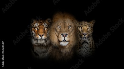 Big cats: Lion, tiger and spotted leopard, together on black background