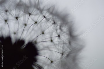 dandelion close up - black and white