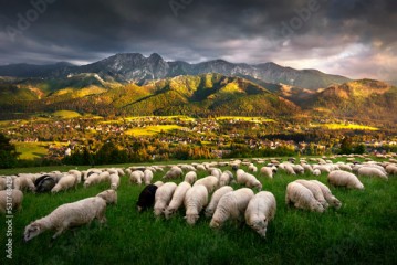 Sheep grazing in the pasture, with a view of the Tatra Mountains, Giewont and Podhale, Zakopane, Poland. Owce na wypasie na hali, z widokiem na panoramę Tatr, Giewont i góry. Zakopane, Polska.