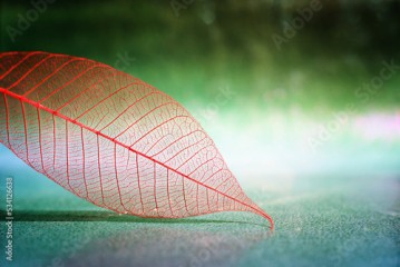 Transparent skeleton leaves over bright abstract background