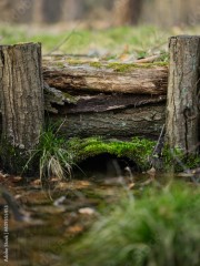 Ekologiczne mosty w środku lasu rok 2022 Opolskie lasy