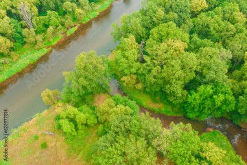 Teren porośnięty liściastym lasem. Pomiędzy drzewami widać ujście rzeki Czerna do rzeki Bóbr w pobliżu miasta Żagań w Polsce. Zdjęcie z drona.