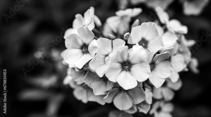 czarno - białe kwiaty