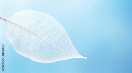 Beautiful white skeletonized leaf