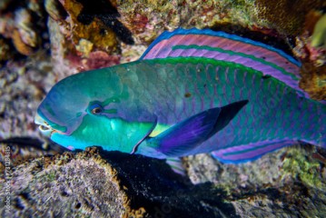 The beauty of the underwater world - Cetoscarus bicolor, also known as the bicolour parrotfish or bumphead parrotfish - scuba diving in the Red Sea, Egypt