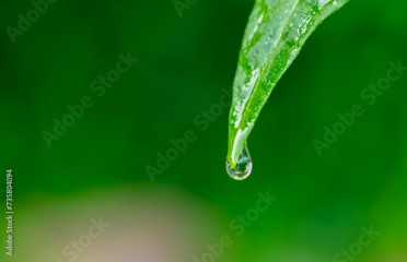 Kropelka wody deszczu spływa z liścia, izolowany widok na zielonym rozmytym tle