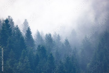 Mgły w lasach nad Łomnicą-Zdrojem latem. Piękny krajobraz.