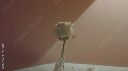 a single white rose sitting on top of a table next to a shadow of a star on the wall behind it.