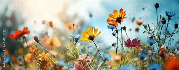 Summer meadow flowers,