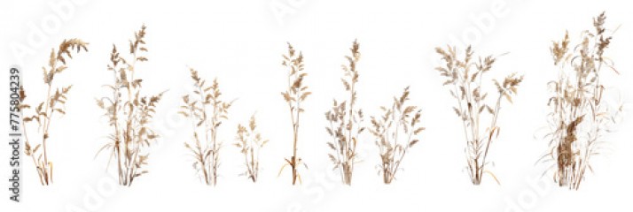 Set field, wheat, nature, isolated on white, in different positions, realistic, 3D