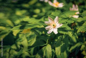 Macro view of white Anemone flower on green meadow. First plants in the spring forest. Attractive morning scene of woodland glade in March with. Beautiful floral background. Long focus picture.
