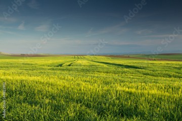 Green wheat field with blue sky