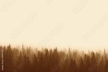 Landscape in sepia - pine forest in mountains with fog