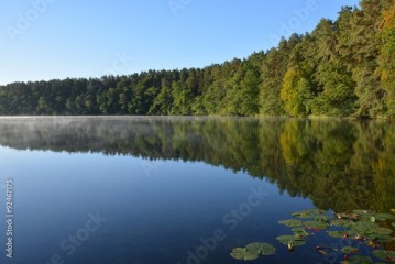 Waldsee am Morgen