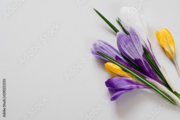 Kolorowe kwiaty na szarym tle