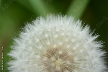 Close up of a fruit of dandelion on a blurred green colored background