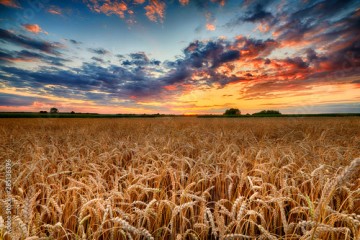 Beautiful summer sunrise over wheat fields