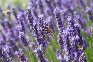 Natur- und Artenschutz: Biene sammelt Pollen im Lavendelfeld