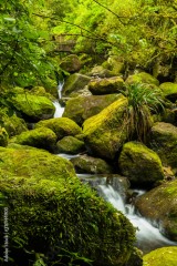 ニュージーランド カイマイ・ママク森林公園のワイレレ・フォールズ・トラックの渓流