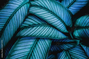 closeup tropical green leaves nature in the garden and dark tone background concept
