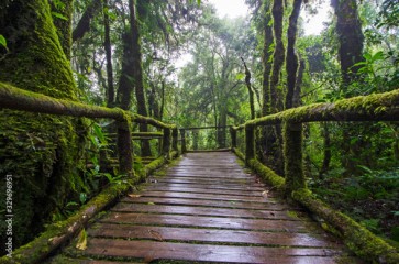 Wet bridge with protection fence with beautiful green moss in rainforest