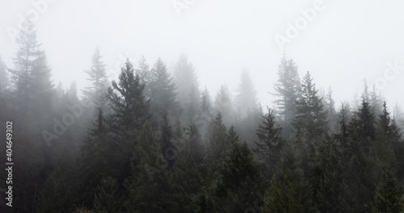 Rain Forest Trees Covered in White Fog during a rainy winter day. Near Squamish, North of Vancouver, British Columbia, Canada. Dark Art Mood. Nature Background Panorama
