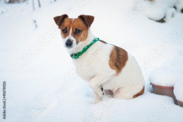 Mały pies w zimowej scenerii 