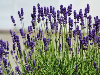 lawenda wąskolistna - lavender - Lavandula angustifolia 