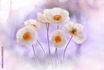 Biały kwiat mak. Tapeta kwiaty