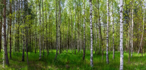 Beautiful birch forest panorama, meadow and road