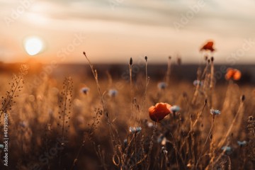 Beautiful nature background with red poppy flower poppy in the sunset in the field. Remembrance day, Veterans day, lest we forget concept.